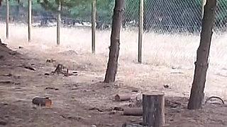 Recoping Woods Sexy Stepmom Outdoors
