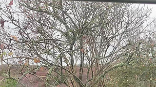 Petite Cute Girl Hana Chan Sexy in Red Outfit Then She Go Piss Water on Toilet by Her Hairy Pussy Nature