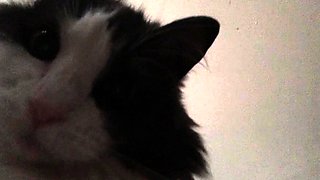 This large amateur cam girl has some very big boobs