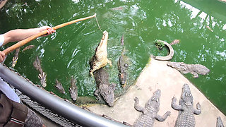 Crocodiles munching and Thai GF cumming