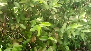 Desi friend's wife Priyanka314 squeezing big tits in guava plantation doggy style sex