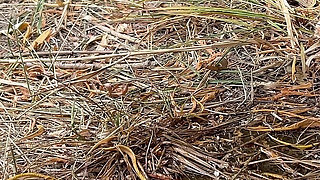 Compilation of Public Peeng in Nature! Showing Pads! POV!